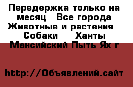 Передержка только на месяц - Все города Животные и растения » Собаки   . Ханты-Мансийский,Пыть-Ях г.